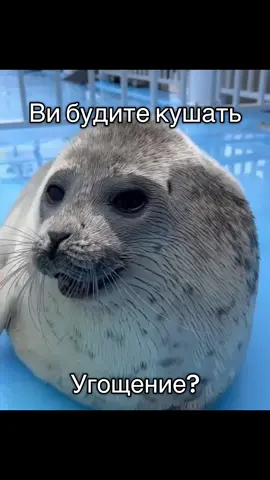 #fyp #тюленьчики #🦭❤️ #seallife #тюлень 