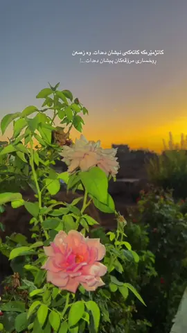 #mir4y_barz4ni #ئەکتیڤبن🥀🖤ـہہـ٨ــہ #fy #fyppppppppppppppppppppppp #fypage 