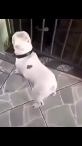 Wobbly wigly wobbly wigly wobbly wigly  wooooooo 🐶🦴#lassie__el__dog #estoyperdiendoapoyo #foryou #wobblywiggly #dog 