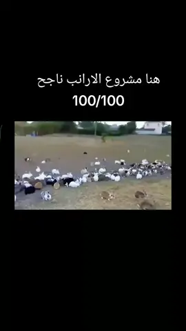 lapins de ferme #Explorer #live #v #video #LIVEIncentiveProgram 