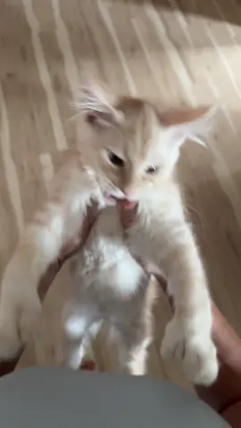 He’s so happy dancing with me 😬 #orangecat #dancingcat #mainecoonlovers #funnyvideo #kittenlove 