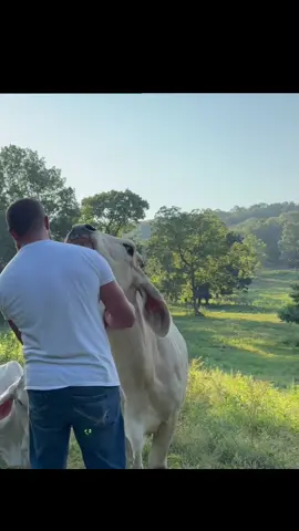 #rufusthebull #redfordthebull the Brahma mama 