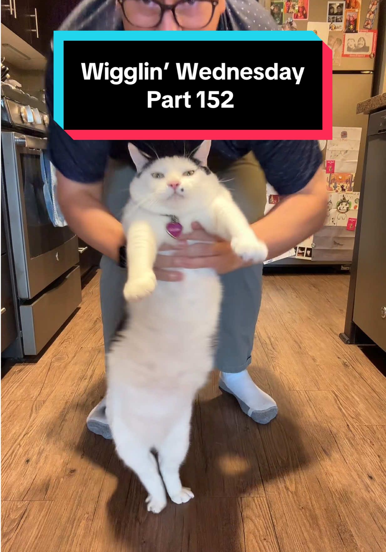 Wigglin’ Wednesday Part 152 🕺😶‍🌫️😈 the after-work cat dance party 🦭🔥 #cat #catsoftiktok #melonnfinn #fyp #dance 