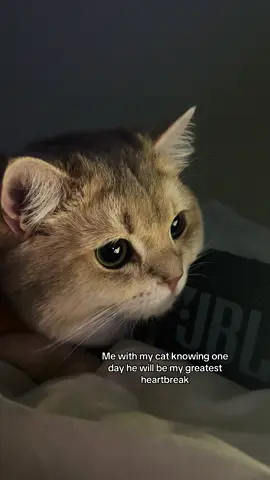 Kenzo ❤️❤️❤️ #kenzothebritcat #catsoftiktok #fyppppppppppppppppppppppp 