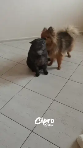 Está rebueno el chisme 🎥 by: @rwh_sgt_66 😻🐶 #fyp #foryoupage #humor 