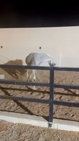 #خيل_وخياله🐎 #fyp #fyp 