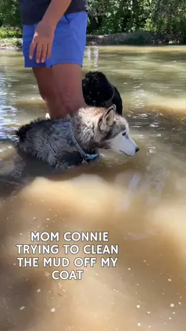 Husky cool off! #antoinestale #huskylife  #unstoppabledog #petlover  #rescuedog 