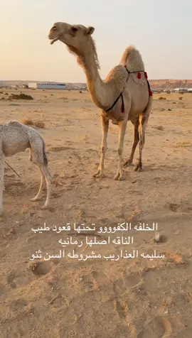 — التواصل الرقم ف البايو   و من اراد الانضمام في قروب بيع و مشترا الرابط ف البايو         .     #هجن #الصفر #الوضح #الشقح #الحمر            