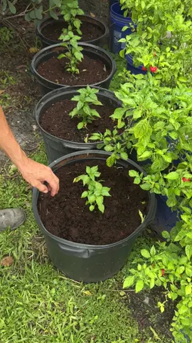 Vamos avanzando con la nueva generación #matas #parati #plantas 
