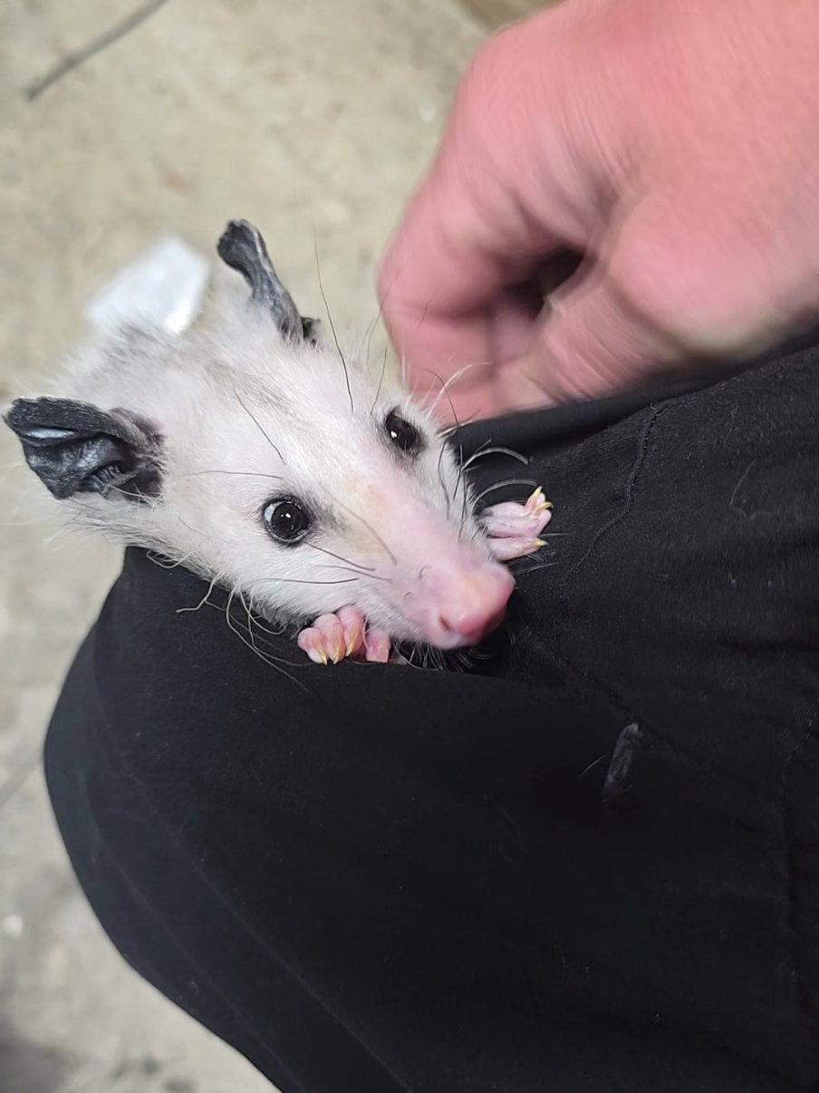 Duncan went from Pocket Possum to Pocket Gremlin. #fyp #fypシ #auto #foryou #foryoupage 