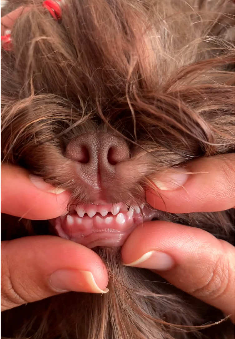 NÃO somos puros, pois não comemos 💩🙏😄 Queremos saber de aucê, és um shih tzu puro? #shihtzu #cachorro #cachorrosengraçados #cachorrosfofos 