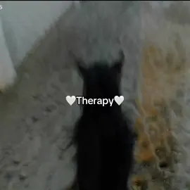 🤍 #horse #horseriding #kuwait #horsegirl 