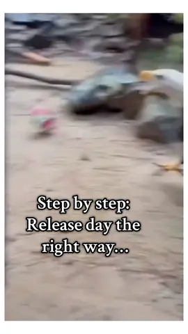 Helping an eagle’s chance to… #wholesome #animals 