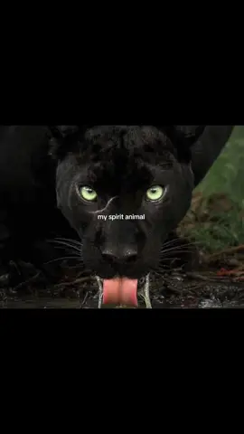 🖤🐈‍⬛🌙 || sígueme para más ✨ ##blackpanther##panther##moodboard##vibe##spiritanimal