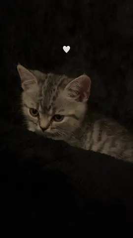 القِطَّةُ رَحْمَة 🩶 #quran #babycat 