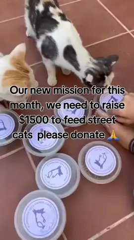 Our new mission for this month, we need to raise $1500 to feed street cats  please donate 🙏  Feeding stray cats  #straycats #feedingstraycats
