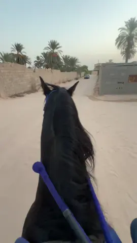 #ادكرو_الله❤️🤙 #خيل_وخياله🐎 #زليتن_ليبيا_زليتن_وأحلى_زليتن #الشعب_الصيني_ماله_حل😂😂 