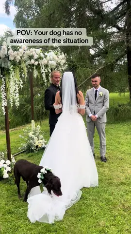 When your dog steals all the attention at your wedding #fyp #god #funny #animals #wedding 