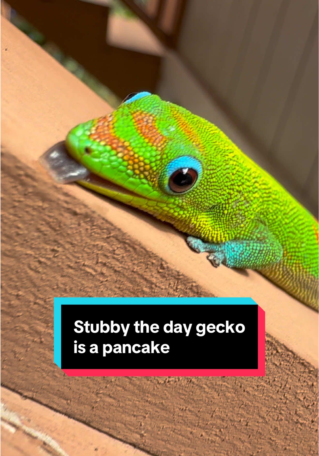 Stubby the day gecko is a pancake