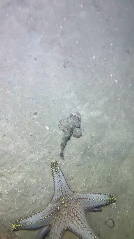 #diving #crab #catchthesea #seaside #seafood #capcut