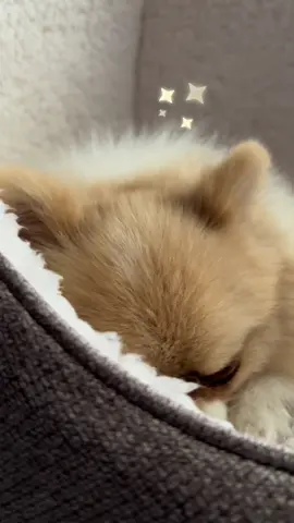 Amo su cama, recomendada 🫶🏻#sams #samsclub #pomerania #spitzaleman #mascotas 