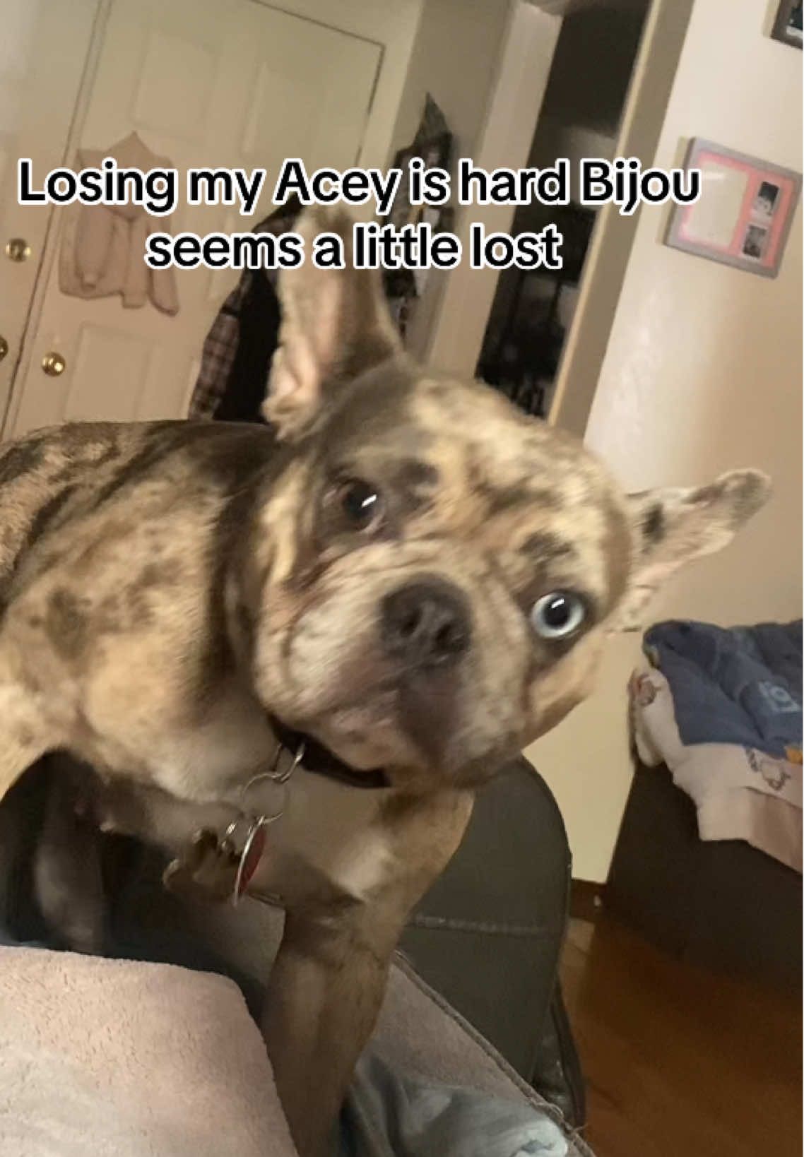 Loss of a fursibling. The moving on with life day by day is hard for all. Taking it one day at a time. #rainbowbridge🌈 #PetsOfTikTok#griefsupportspecialist #fypage 