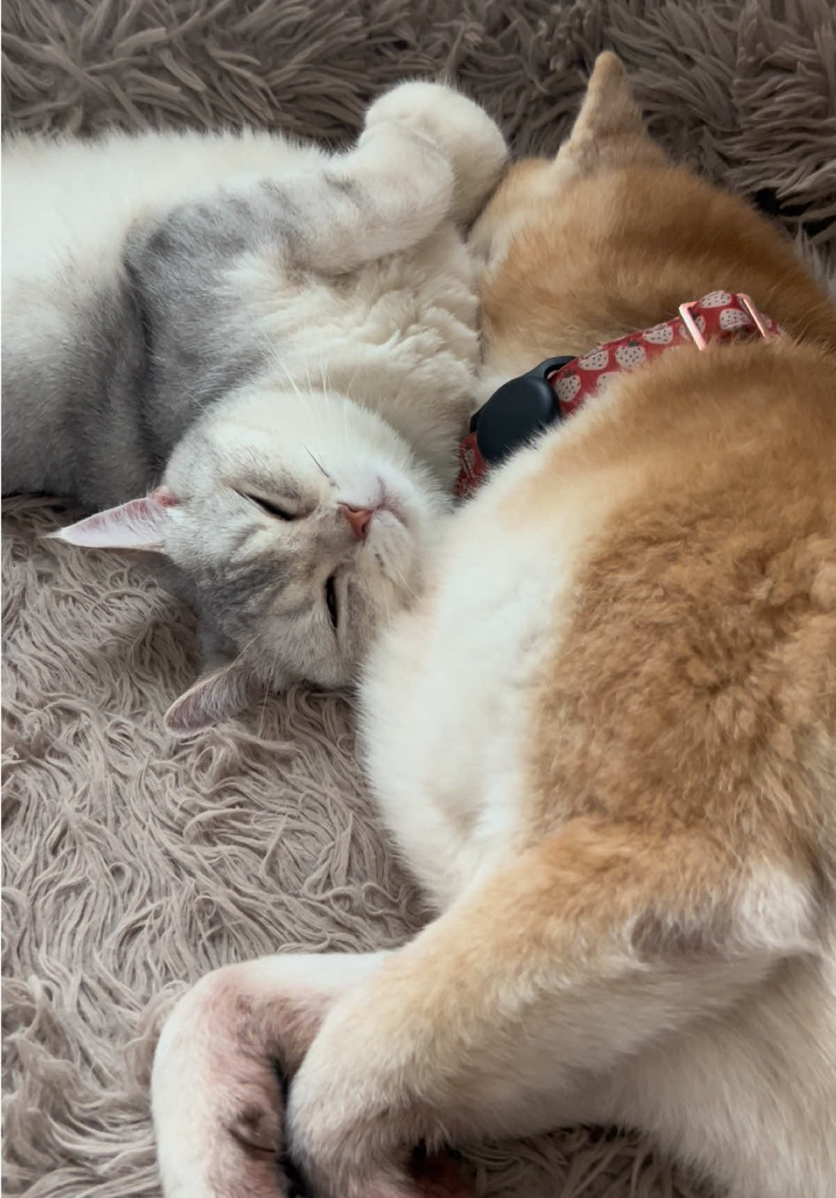 aeri loves her big sister yoshi so very much #cat #catanddog #shiba #britishshorthair 