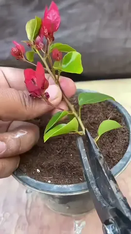 ENRAIZANDO GALHOS DE FLORES - PASSO A PASSO  . . . . . . #orchid #orchids #orchidlover #orchidee #orquídea               