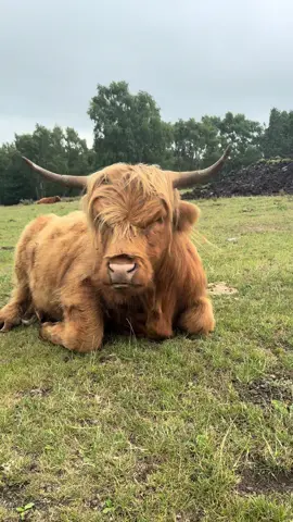 My fave 🧡 #highlandcow #cow #baslowedge #peakdistrict #coo