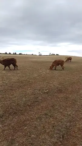 Alpacas en la meseta andina frías ayabaca Piura #videoviral #paratii #VidaDeCampo #alpacas #peru