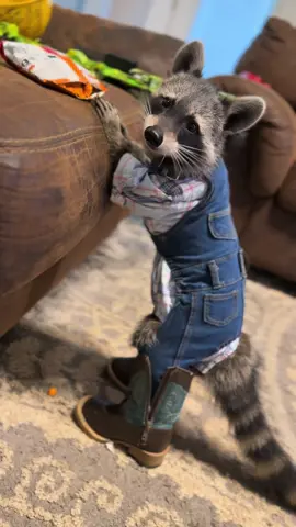 Someone let @morganwallen know that if he needs a wingman, Robert is his guy!  Robert is just out here looking for some cowgirls 😍 I knew I saved Oliver’s baby clothes for something! I am actually not surprised it was for a raccoon 🤣🤣 #roberttheracoon #raccoonsoftiktok #morganwallen #countrycritter #cowgirls 