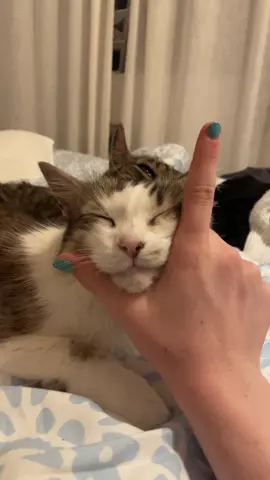 she’s just too sleepy  #cat #cattok #gatos 