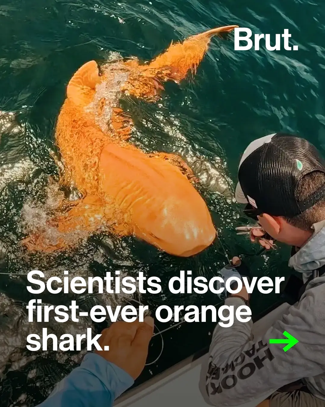 Scientists in Costa Rica have documented what they say is the first-ever sighting of a bright orange shark in the wild. #shark #nature #orangeshark #wildlife #costarica Photo credits: Parismina Domus Dei / Facebook