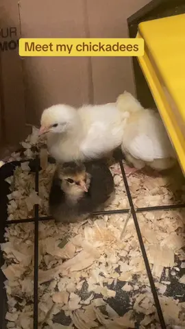 Meet my chickadees #livingmybestlife #lovemeforme #vibing #chickensoftiktok 
