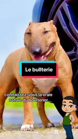 #le bull térié#