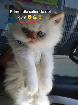 #gym#sportnutrition #pilcomayo #paratiiiiiiiiiiiiiiiiiiiiiiiiiiiiiii día de piernas. 🏋️💪😉