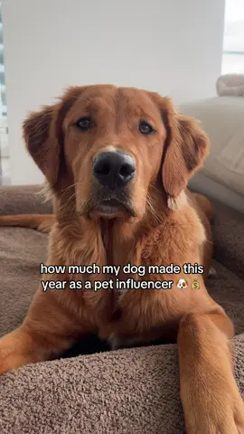 Your sign to start posting!! 🐶 Created a guide on how we grew this community in 6 months!  #petinfluencer #goldenretriever #doginfluencer #dogsoftiktok #doglife 