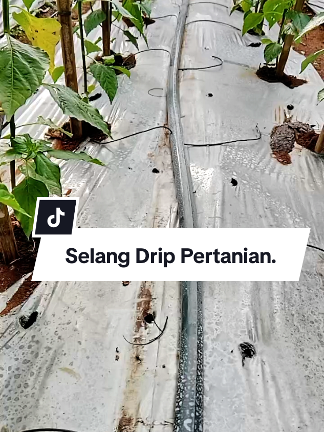 Selang Drip pertanian.  #selangdrip  #selangdripirigasi  #selangdriptetes  #selangdripmurah  #selangdrippertanian 
