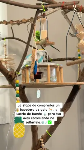 Aman su fuente . ⛲️🐦🪽🫧 #fuente #diversion #periquitosaustralianos #aves #paratiiiiiiiiiiiiiiiiiiiiiiiiiiiiiii 