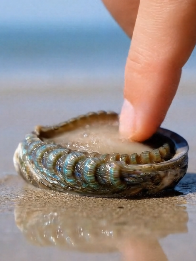 ✨ Unexpectedly mesmerizing... Who knew a simple touch could create such a reaction? 🌊🐚 Sometimes nature feels more alive than we imagine. 👉 Stay tuned for more oddly satisfying moments. #ASMR #Satisfying #OceanVibes #NatureMagic #Unexpected 