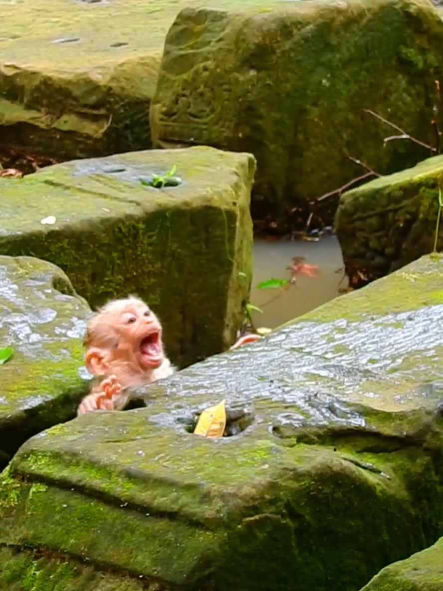 Million pity baby monkey Jacee  #momkey #poormonkey #babymonkey #cutebaby 