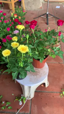 Hoa hồng 220/ 5 chậu. Mời khách lựa màu #hoahong #hoadep #hoatet