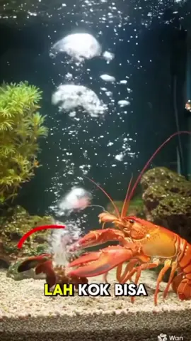 udangg mantis vs lobster #sea  #aquascape 