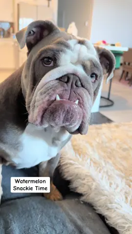 Wednesdays we eat watermelon 🍉 #dogsoftiktok #PetsOfTikTok #englishbulldog 