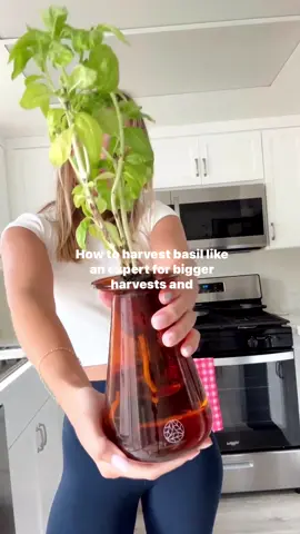 We're letting you in on a little secret. 🤫⁠ ⁠ The trick? Snip just above the node (where the leaves meet the stem). This helps your basil plant grow bushier and keeps the pesto on tap!⁠ ⁠ ⁠ #lettucegrow #lettucegrowtogether #growyourownfood #gardenharvest #gardeningtips 