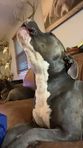 He was a little camera shy guys.. oh but he waited for the right time to come in🤩  #dogsinging #fyp #foryou #foryourpage #pitbull 