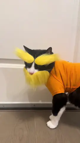 Ashby’s biggest fan! #cats #ashby #lorax 