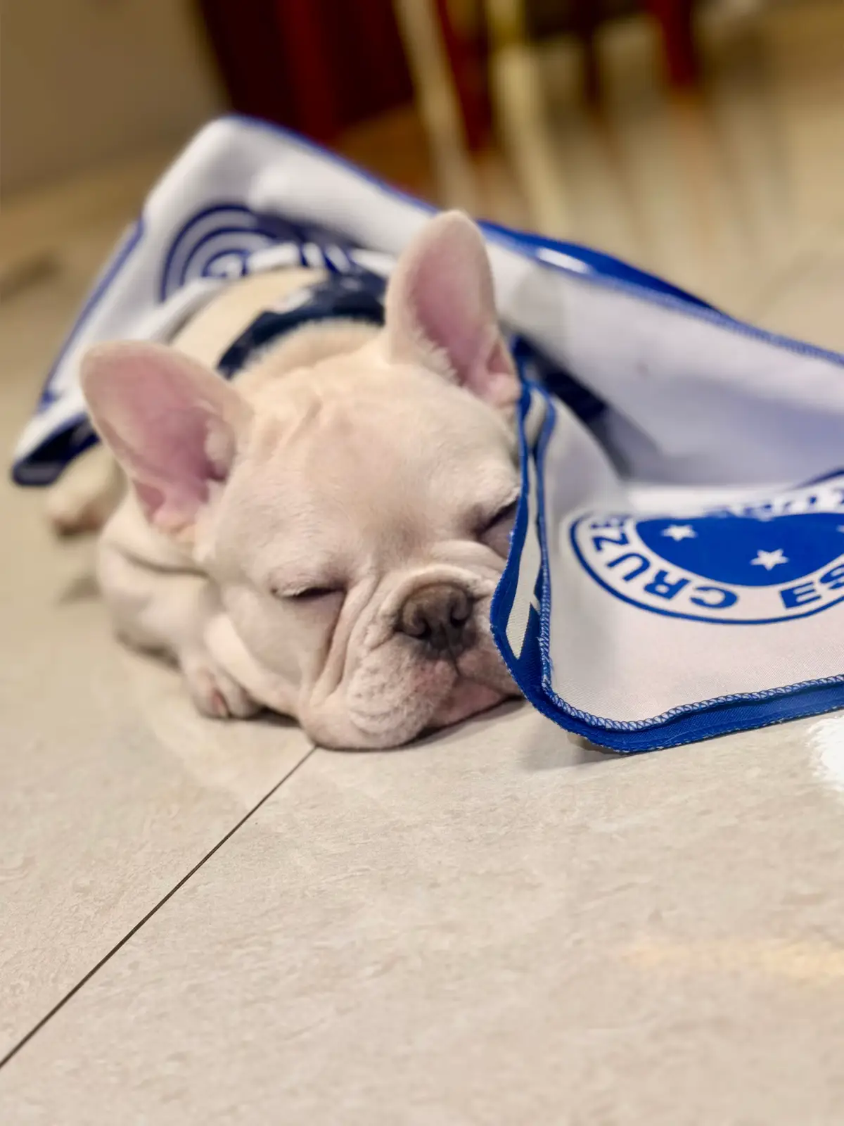 Neném cruzeirense  #buldoguefrances  #cruzeirocabuloso  #cruzeiro 