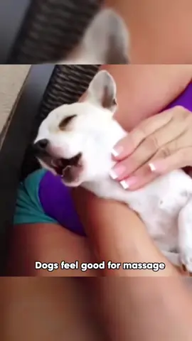 Small Body, Big Humor: Daily Life of a Chihuahua #dog #dogsoftiktok #pet #foryou #funnyvideo