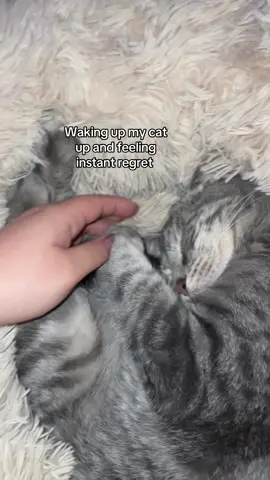 Sorry bro, go take ur nap #fyp #cat